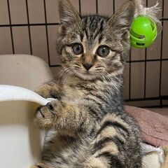 12日譲渡会参加予定☆松ぼっくりちゃん
