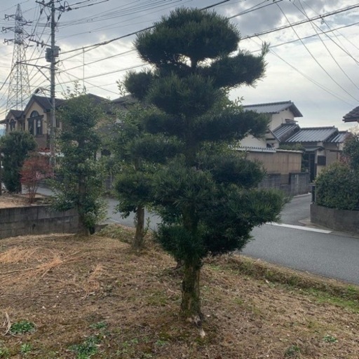 久留米市よりマキの木
