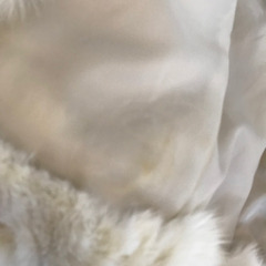 クリアーの毛皮コート　ホワイトフォックスの画像