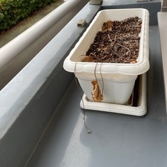 プランター　ホワイトの画像