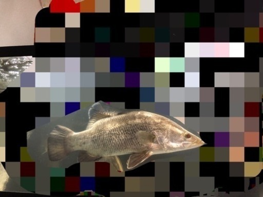 アカメ　完全淡水飼育　熱帯魚　大型魚　日淡魚