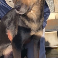 仔犬～里親募集～(ラブ柴)～ - 名古屋市