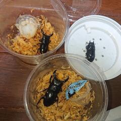 オキナワヒラタ