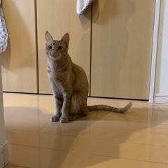 8ヶ月　茶トラ 男の子 里親さん決まりました