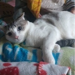 日本猫