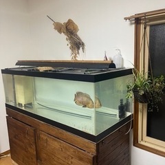 1500×600×600アクリルオーバーフロー水槽の画像