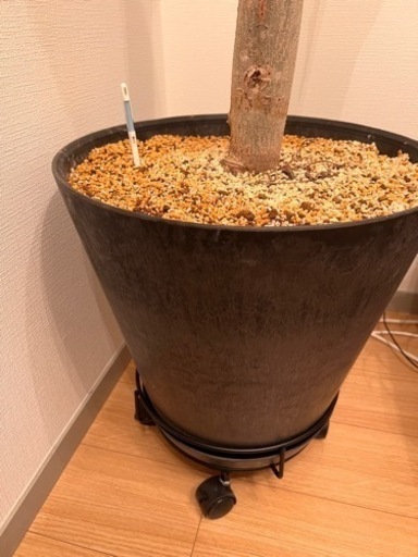 観葉植物　ウンベラータ