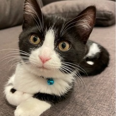 飼い猫を探しています。　名前　フク