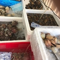 業務向けのさかなやさん　急募！の画像