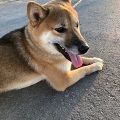 新しい家族が決まりました。返信できなかった方すみません。