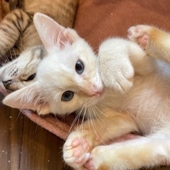 hayama-neko 保護猫譲渡会　三浦郡葉山町 - 三浦郡