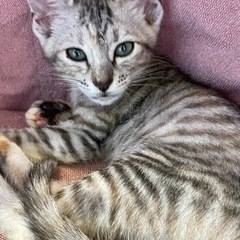 hayama-neko 保護猫譲渡会　三浦郡葉山町 - その他