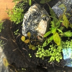 グッピー稚魚さしあげます！！（取引中）