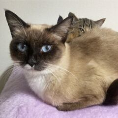 シャムミックス　人馴れバッチリ　2歳
