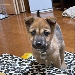 可愛い小さな男の子です、お願いします！(岡山市保健所)