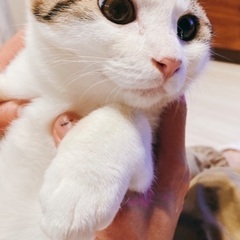 5ヶ月の元気なオス猫ちゃん　 - 猫