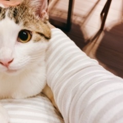 5ヶ月の元気なオス猫ちゃん　