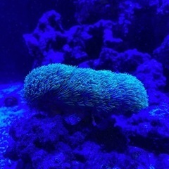 海水生体各種の画像
