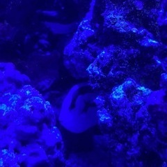 海水生体各種の画像
