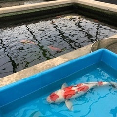 新潟市錦鯉の養鯉場オープンイベント - 展示会