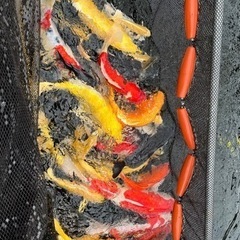 新潟市錦鯉の養鯉場オープンイベントの画像