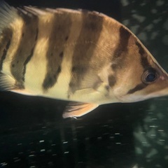 【新品未使用】enoi megbabyコラボカラー enoi megbaby コラボカラー 5色セット