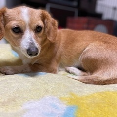 交渉中。コーギー✖️ダックスMIX 優しいルルちゃん - 里親募集