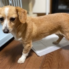 交渉中。コーギー✖️ダックスMIX 優しいルルちゃん − 長野県
