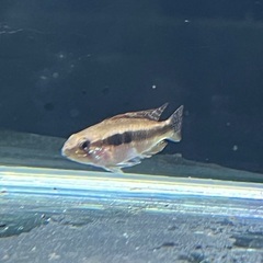 アピストグラマ エリザベサエ 1prの画像