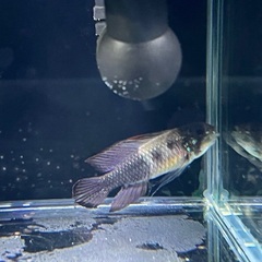 アピストグラマ エリザベサエ 1prの画像