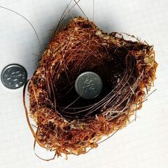 目白 👀さんが作った揺りかご【自然成製品・標本】１点