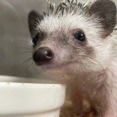 【 ハリネズミ新入荷✨✨ 】
