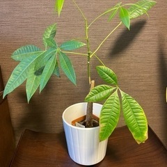 パキラ　観葉植物