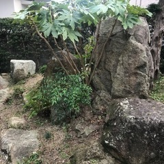庭石　踏み石　観賞用岩　あげますの画像