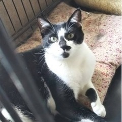 推定5歳ぐらいの白黒の体の大きい成猫ちゃんの里親募集します。猫エ...