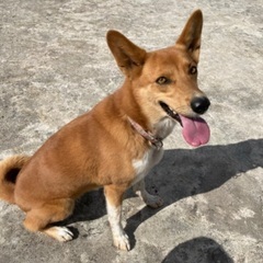 里親さん募集してます