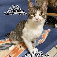 生後6ヶ月くらいの女の子♪