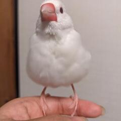 手乗り文鳥(白)