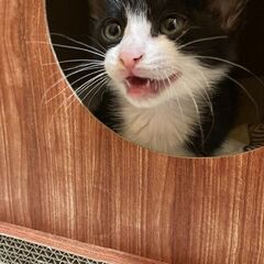 白黒　ミトン柄　仔猫