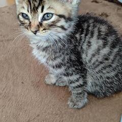 公園を散歩中に、軽トラが子猫を３匹遺棄する現場を目撃しました。ナ...