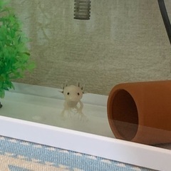 ウーパールーパー