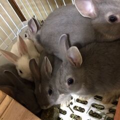 子うさぎ 1羽 里親募集しております