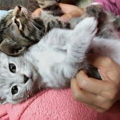 飼主さん決まりました！　仲良し姉弟です
