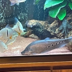 スポットナイフフィッシュ　約25cm