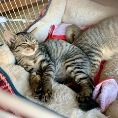 素直で人が大好き銀太くん(5ヶ月) − 香川県