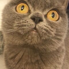 ブリティッシュショートヘア　里親譲渡子猫アゴはネコにてお世話＋里...