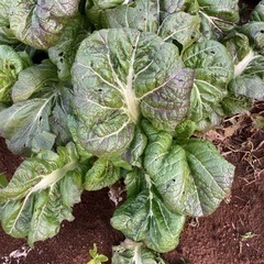 畑にある、高菜の画像