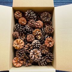 ★お値下げしました！★大小　松ぼっくり　60サイズ段ボールにいっぱい