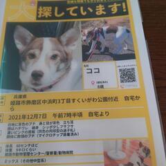 迷子犬見つかりました！ありがとうございました！