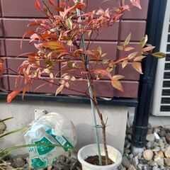 ★南天鉢植え（50センチ高）の画像